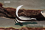 Spotted Drum (Equetus punctatus)